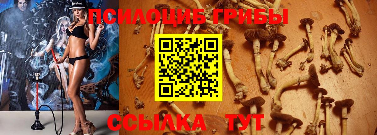 Галлюциногенные грибы Cubensis Красногорск